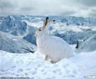 Λευκό κουνέλι στο χιόνι